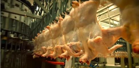 中國暫停美國第二家禽肉加工廠進口 行業(yè)疫情危機與影響分析